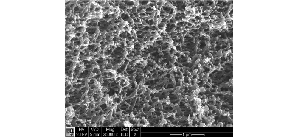 Micrograph showing nano-scale cells