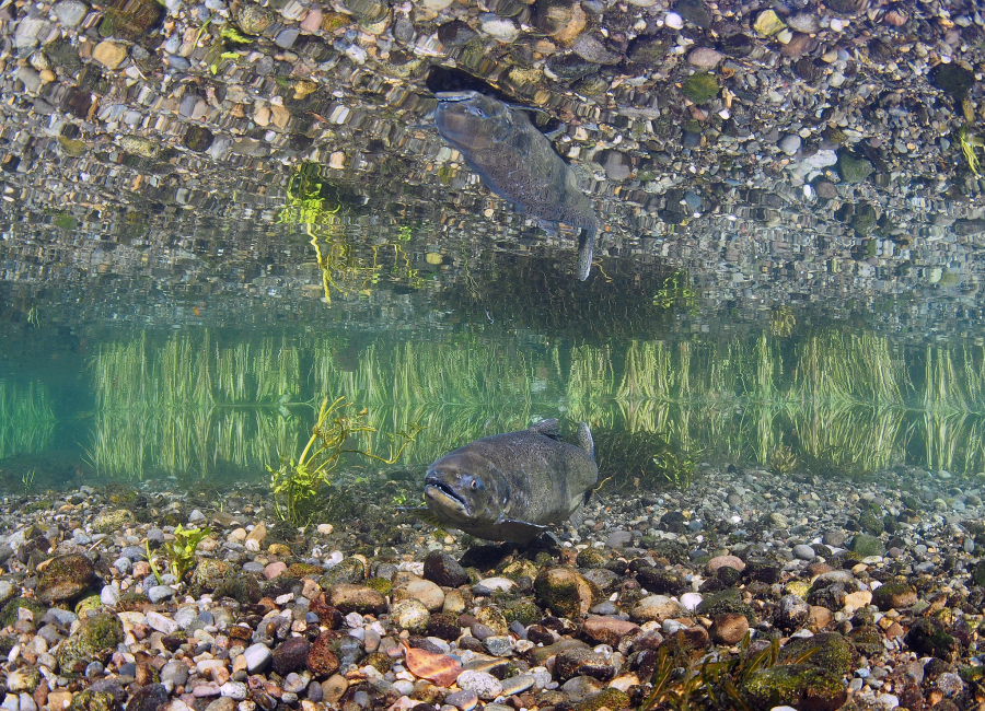 fish swimming in the water