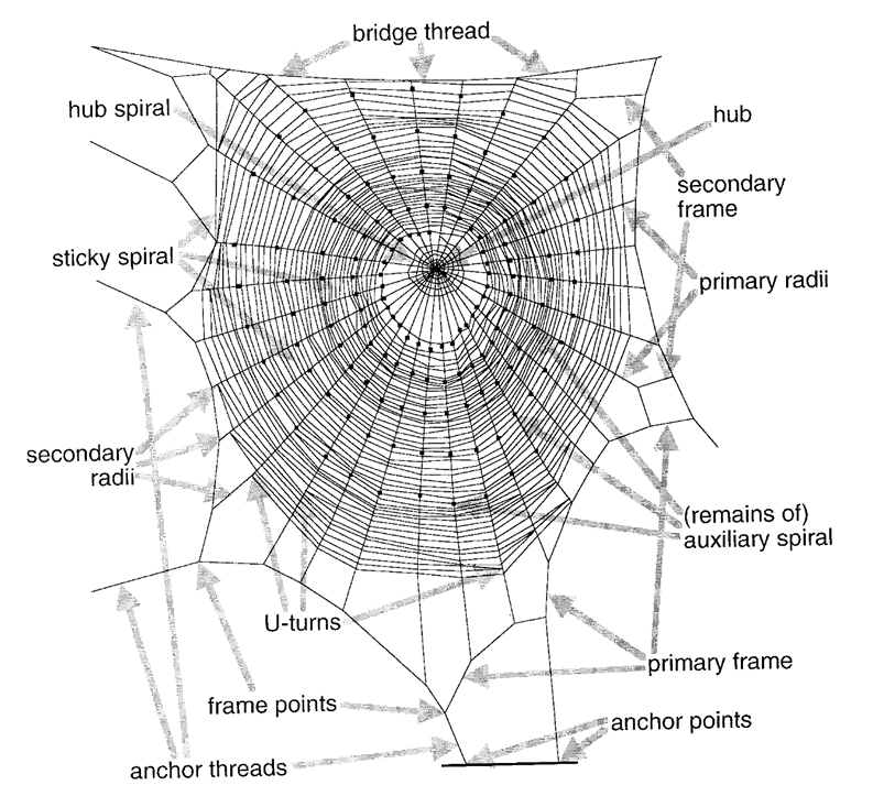 Illustration of parts of a spiderweb
