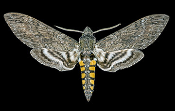 hawkmoth