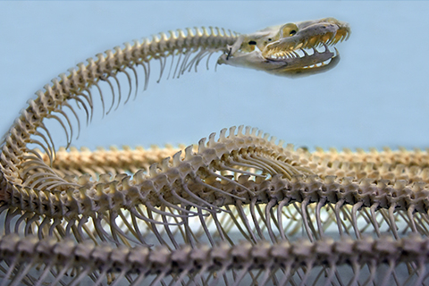 Skeleton of a snake