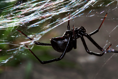 Close up of black spider on a web