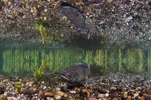 fish swimming in the water