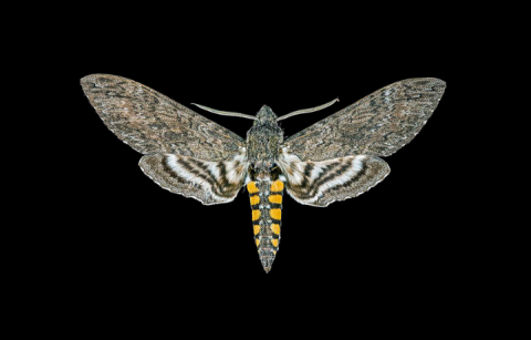 Image of a Hawkmoth