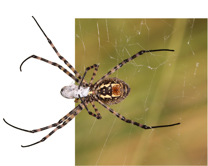 long-legged spider resting in a delicate web