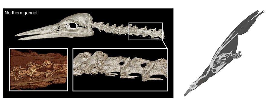 A Northern gannet's skeleton showing the skull and vertebrae, with a silhouette of the bird in flight on the right.