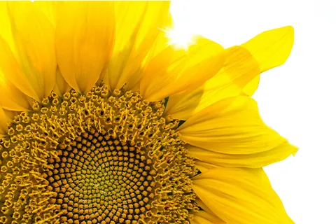 Close up of a sunflower