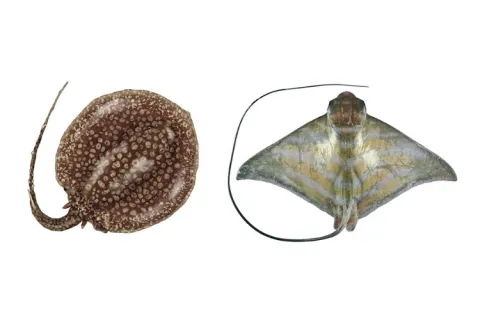 Collage of a long-tailed river stingray and a banded eagle ray