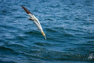 How gannets survive impact