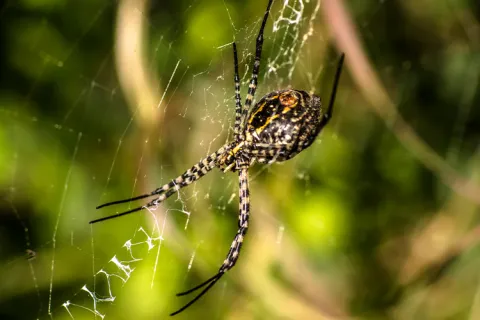 A spiderweb's mechanical intelligence