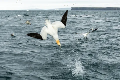 A seabird diving into the ocean
