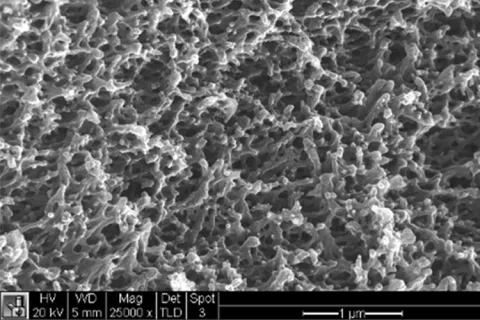 Micrograph showing nano-scale cells.