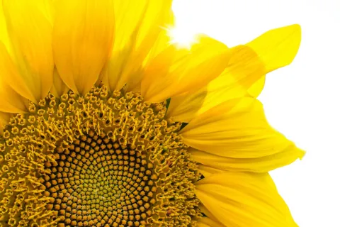 Close-up of a sunflower with a detailed central disc against a white background.